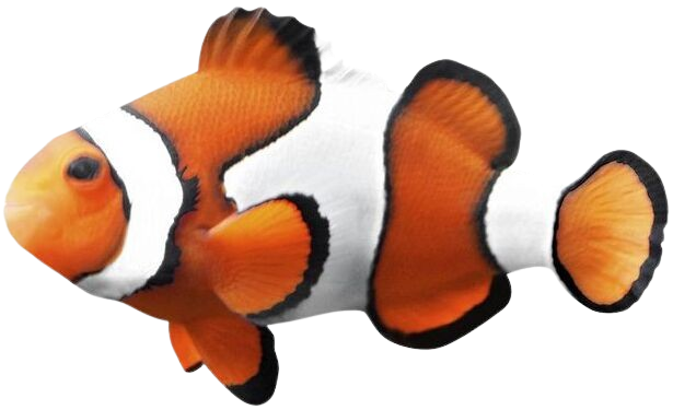 Clownfish