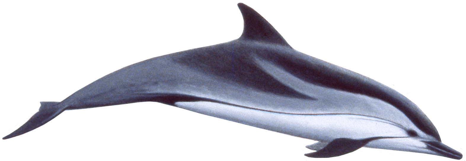 Dolphin