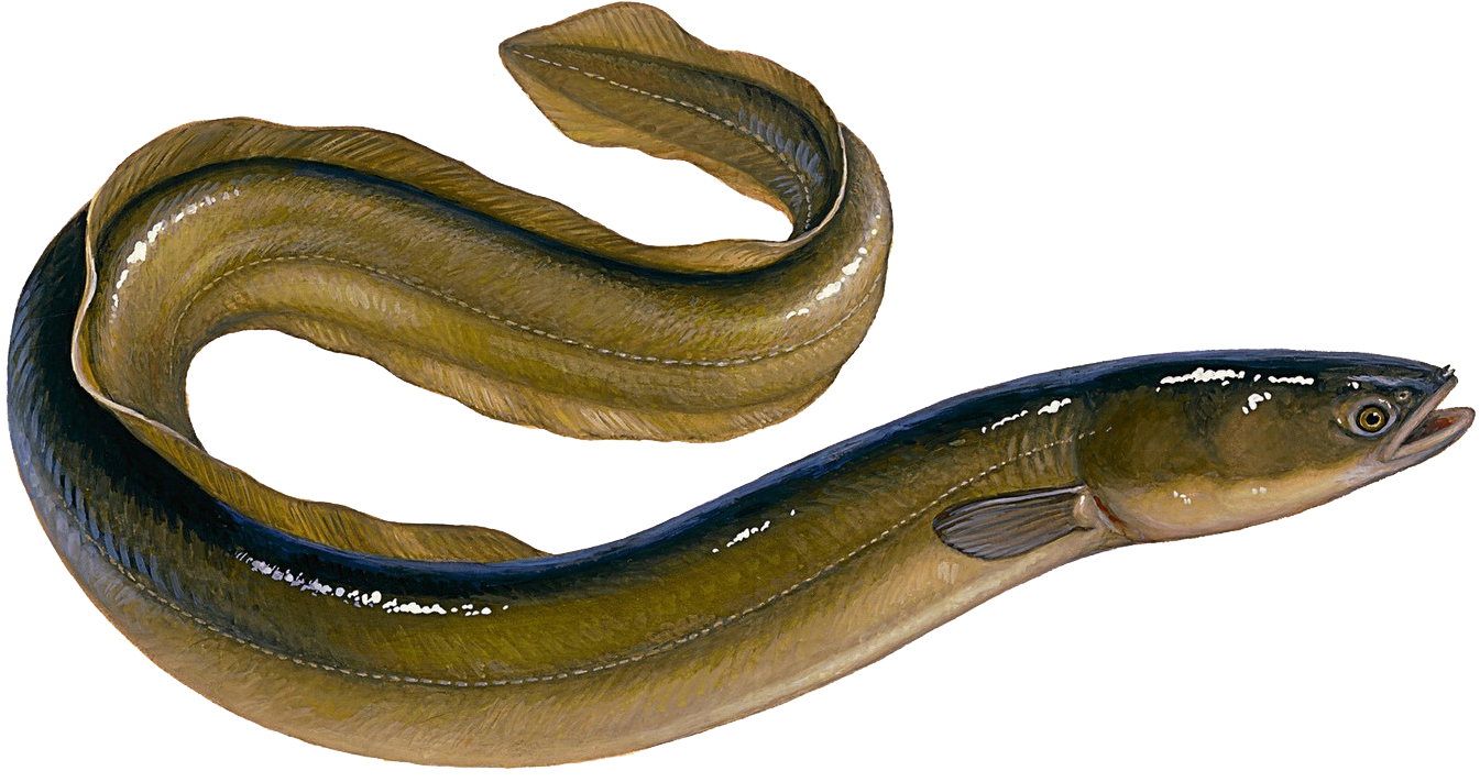 Eel