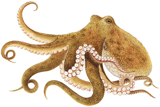 Octopus