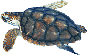 Sea Turtle