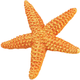 Starfish